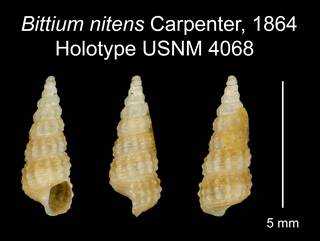 To NMNH Extant Collection (Bittium nitens Carpenter, 1864 Holotype USNM 4068)