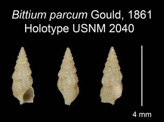 To NMNH Extant Collection (Bittium parcum Gould, 1861 Holotype USNM 2040)