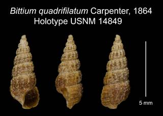 To NMNH Extant Collection (Bittium quadrifilatum Carpenter, 1864 Holotype USNM 14849)