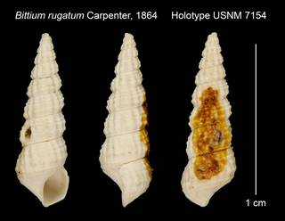 To NMNH Extant Collection (Bittium rugatum Carpenter, 1864 Holotype USNM 7154)