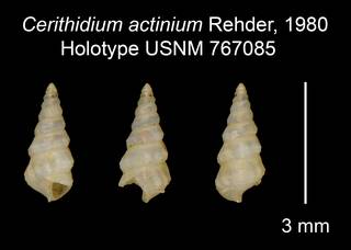 To NMNH Extant Collection (Cerithidium actinium Rehder, 1980 Holotype USNM 767085)