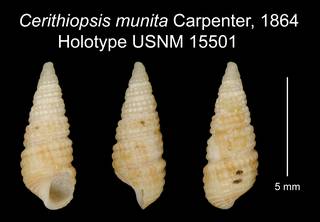 To NMNH Extant Collection (Cerithiopsis munita Carpenter, 1864 Holotype USNM 15501)