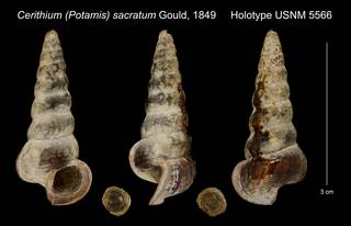 To NMNH Extant Collection (Cerithium (Potamis) sacratum Gould, 1849 Holotype USNM 5566)