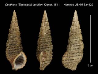 To NMNH Extant Collection (Cerithium (Thericium) coralium Kiener, 1841 Neotype USNM 634420)