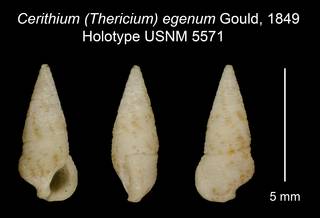 To NMNH Extant Collection (Cerithium (Thericium) egenum Gould, 1849 Holotype USNM 5571)