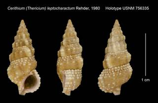 To NMNH Extant Collection (Cerithium (Thericium) leptocharactum Rehder, 1980 Holotype USNM 756335)