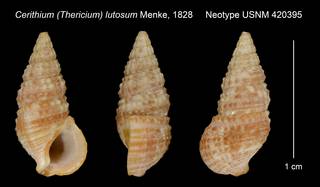 To NMNH Extant Collection (Cerithium (Thericium) lutosum Menke, 1828 Neotype USNM 420395)