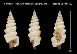 To NMNH Extant Collection (Cerithium (Thericium) rostratum Sowerby, 1855 Holotype USNM 5569)