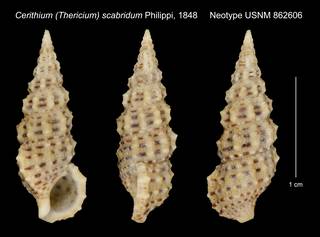 To NMNH Extant Collection (Cerithium (Thericium) scabridum Philippi, 1848 Neotype USNM 862606)