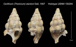 To NMNH Extant Collection (Cerithium (Thericium) stantoni Dall, 1907 Holotype USNM 150294)