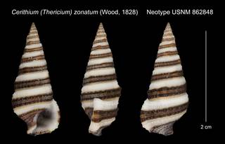 To NMNH Extant Collection (Cerithium (Thericium) zonatum (Wood, 1828) Neotype USNM 862848)