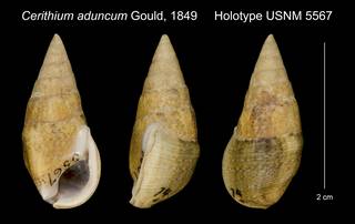 To NMNH Extant Collection (Cerithium aduncum Gould, 1849 Holotype USNM 5567)