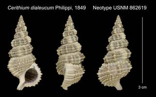 To NMNH Extant Collection (Cerithium dialeucum Philippi, 1849 Neotype USNM 862619)