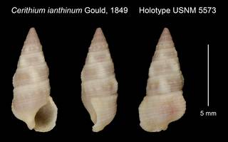 To NMNH Extant Collection (Cerithium ianthinum Gould, 1849 Holotype USNM 5573)