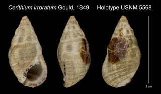 To NMNH Extant Collection (Cerithium irroratum Gould, 1849 Holotype USNM 5568)