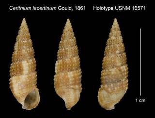 To NMNH Extant Collection (Cerithium lacertinum Gould, 1861 Holotype USNM 16571)