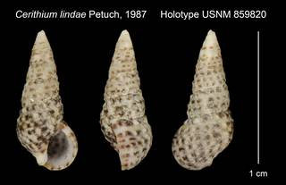 To NMNH Extant Collection (Cerithium lindae Petuch, 1987 Holotype USNM 859820)