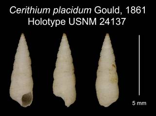 To NMNH Extant Collection (Cerithium placidum Gould, 1861 Holotype USNM 24137)