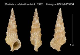 To NMNH Extant Collection (Cerithium rehderi Houbrick, 1992 Holotype USNM 859954)