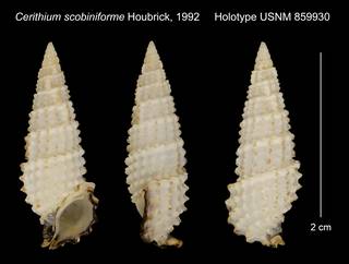 To NMNH Extant Collection (Cerithium scobiniforme Houbrick, 1992 Holotype USNM 859930)