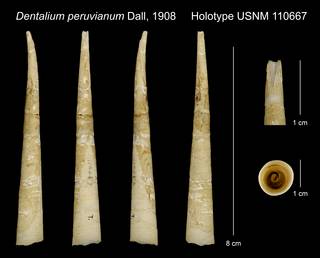 To NMNH Extant Collection (Dentalium peruvianum Dall, 1908 Holotype USNM 110667)