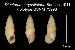 To NMNH Extant Collection (Diastoma chrysalloidea Bartsch, 1911 Holotype USNM 73996)