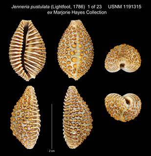 To NMNH Extant Collection (Jenneria pustulata (Lightfoot, 1786) USNM 1191315 ex Marjorie Hayes Collection)