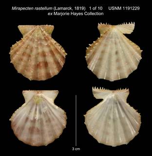 To NMNH Extant Collection (Mirapecten rastellum (Lamarck, 1819) USNM 1191229 ex Marjorie Hayes Collection)