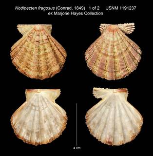 To NMNH Extant Collection (Nodipecten fragosus (Conrad, 1849) USNM 1191237 ex Marjorie Hayes Collection)