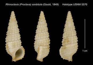 To NMNH Extant Collection (Rhinoclavis (Proclava) sordidula (Gould, 1849) Holotype USNM 5570)