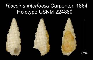 To NMNH Extant Collection (Rissoina interfossa Carpenter, 1864 Holotype USNM 224860)
