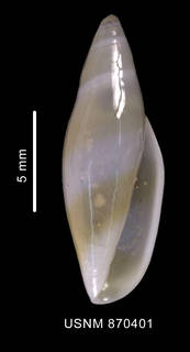 To NMNH Extant Collection (Marginella warreni Marrat, 1958 ventral view)
