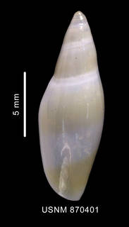 To NMNH Extant Collection (Marginella warreni Marrat, 1958 dorsal view)