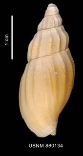 To NMNH Extant Collection (Miomelon eltanini Dell, 1990 holotype, dorsal view)