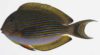 To NMNH Extant Collection (Acanthurus lineatus BUS 03-31 photograph lateral view)