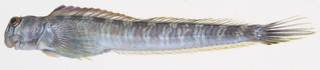 To NMNH Extant Collection (Alticus montanoi BUS 03-13 photograph lateral view female)