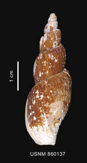 To NMNH Extant Collection (Miomelon turnerae Dell, 1990 holotype dorsal view)