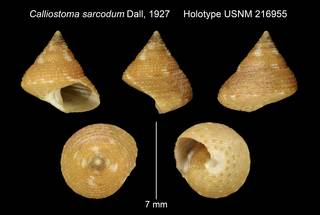To NMNH Extant Collection (Calliostoma sarcodum Dall, 1927 Holotype USNM 216955)