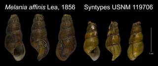 To NMNH Extant Collection (Melania affinis Lea, 1856 Syntype USNM 119706)