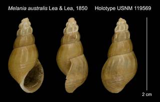 To NMNH Extant Collection (Melania australis Lea & Lea, 1850 Holotype USNM 119569)