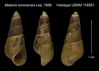 To NMNH Extant Collection (Melania boninensis Lea, 1856 Holotype USNM 118551)