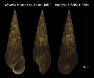 To NMNH Extant Collection (Melania lancea Lea & Lea, 1850 Holotype USNM 119684)