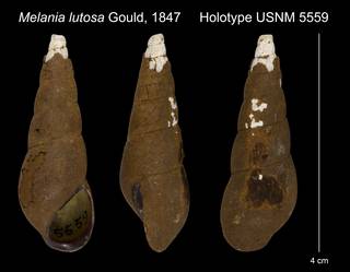 To NMNH Extant Collection (Melania lutosa Gould, 1847 Holotype USNM 5559)