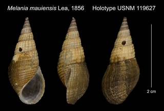 To NMNH Extant Collection (Melania mauiensis Lea, 1856 Holotype USNM 119627)
