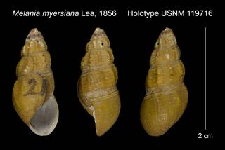 To NMNH Extant Collection (Melania myersiana Lea, 1856 Holotype USNM 119716)