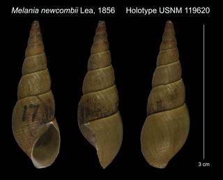 To NMNH Extant Collection (Melania newcombii Lea, 1856 Holotype USNM 119620)