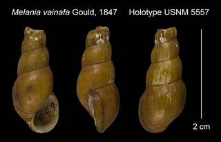 To NMNH Extant Collection (Melania vainafa Gould, 1847 Holotype USNM 5557)