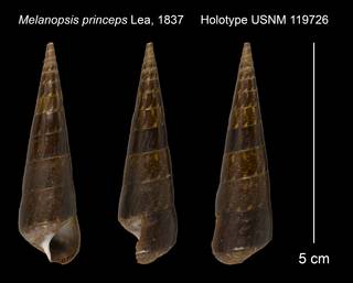 To NMNH Extant Collection (Melanopsis princeps Lea, 1837 Holotype USNM 119726)