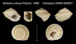 To NMNH Extant Collection (Modulus calusa Petuch, 1988 Holotype USNM 859937)
