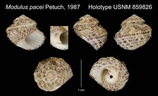 To NMNH Extant Collection (Modulus pacei Petuch, 1987 Holotype USNM 859826)